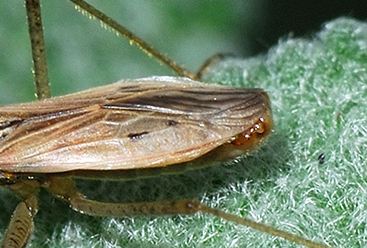 Nabidae: Nabis rugosus in Lombardia